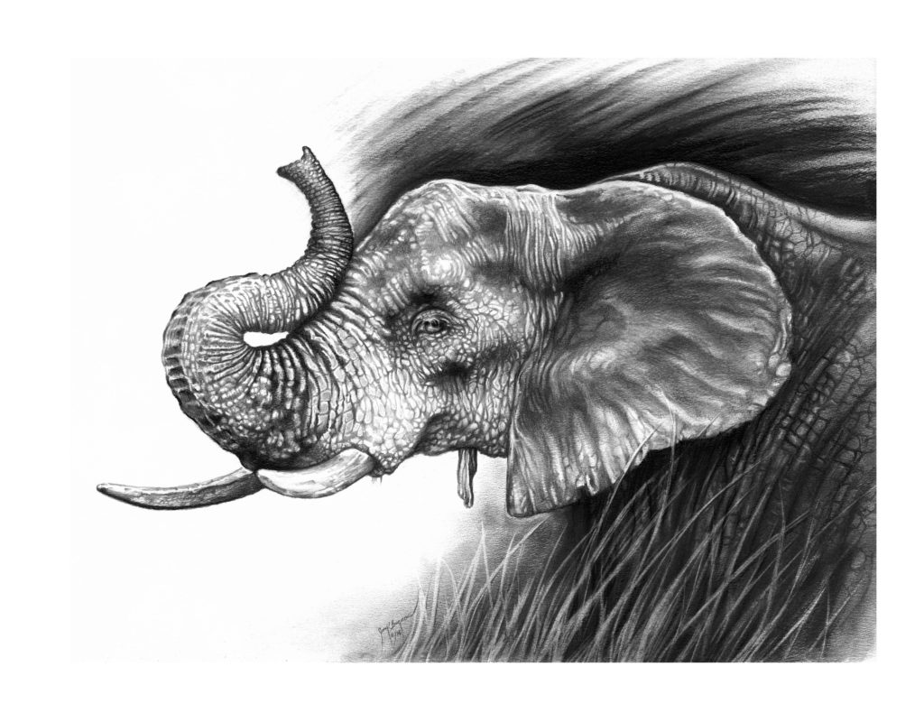 completed charcoal drawing of elephant